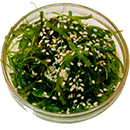 60.chuka-wakame
